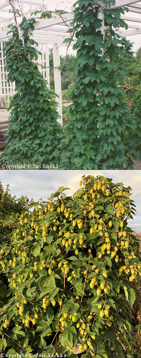 Humulus lupulus, humala